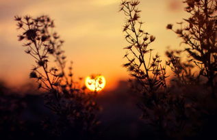 句子,能量,話(huà)語(yǔ),愛(ài)情