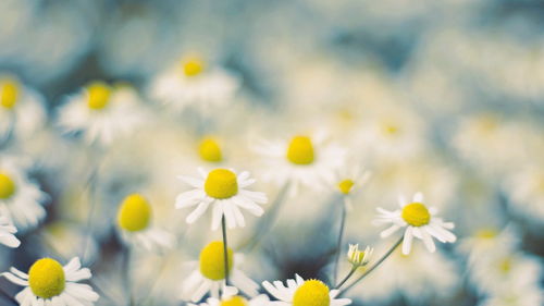 有關小雛菊唯美正能量的句子