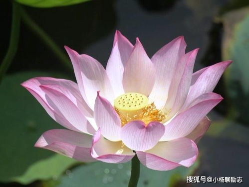 勵(lì)志女人自強(qiáng)的正能量句子文字版