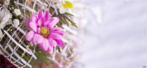 爆棚,句子,能量,愛(ài)情