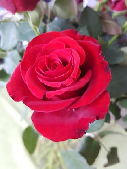 贊美一段正能量的句子