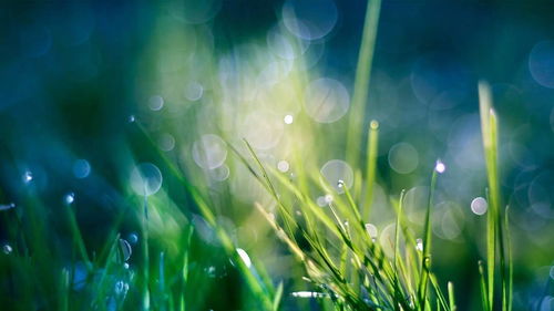 關(guān)于小草的正能量句子