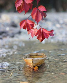 努力追求幸福的句子,勇敢追求幸福的句子,關(guān)于追求幸福的優(yōu)美句子