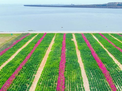 愿疫情早日結(jié)束的正能量句子