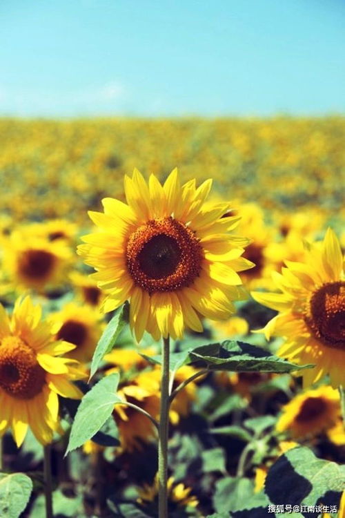 句子,內(nèi)涵,能量,深刻