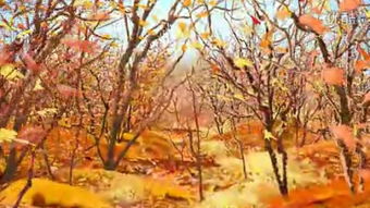 秋風(fēng)落葉精美正能量句子