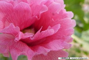 幼教學(xué)習(xí)正能量句子