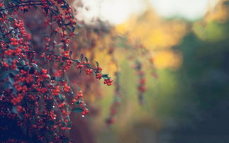 泰格爾的正能量句子