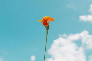 簡(jiǎn)短,句子,勵(lì)志,能量