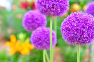 關(guān)于花開的正能量句子,適合女人的正能量句子,適合分享的正能量句子