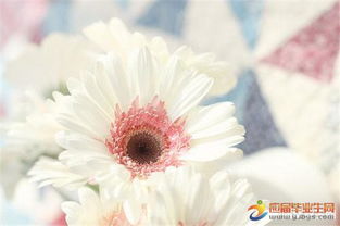 花與正能量的句子