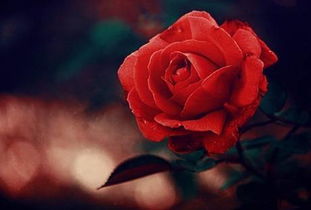 旅游結(jié)束后正能量的句子