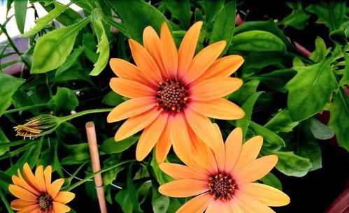 創(chuàng)業(yè)努力正能量的句子晚安句