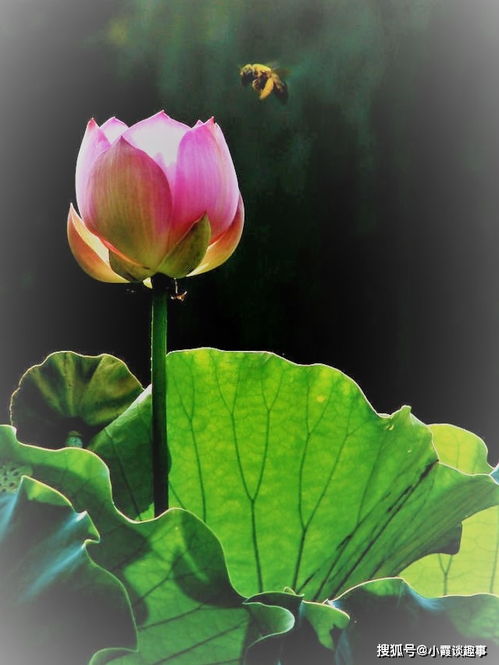 認(rèn)真做事的正能量句子,合伙做事的正能量的句子,先做人后做事的正能量句子