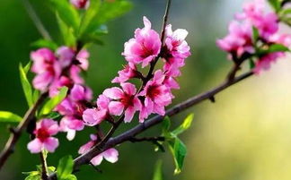 清明節(jié),句子,能量