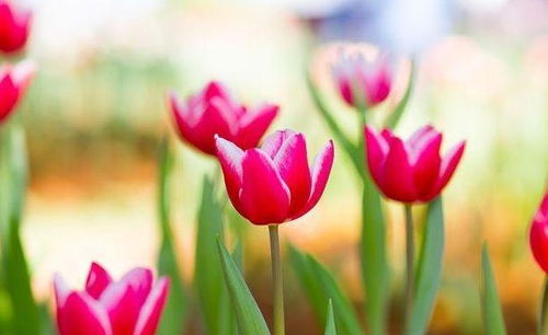 護士感恩的心正能量句子