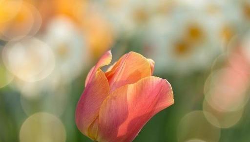 句子,能量,陽光