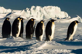 抱團(tuán)取暖才會(huì)幸福的句子正能量