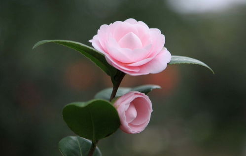 描寫山茶花開的正能量句子