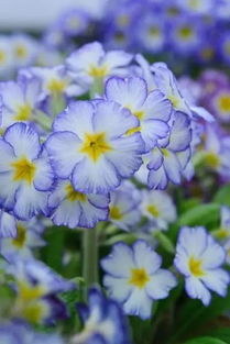 表?yè)P(yáng)小朋友練古箏的正能量句子