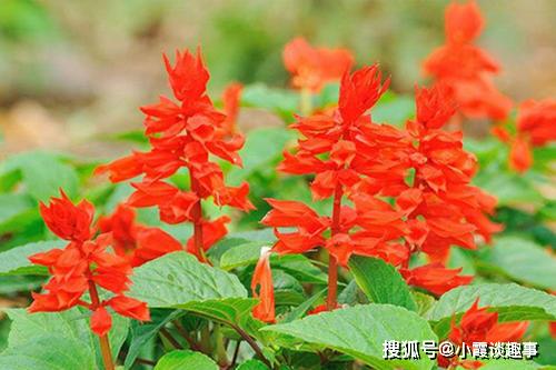 充滿(mǎn)努力正能量的文藝句子