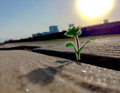 關(guān)于陽光正能量短句子十字以內(nèi)