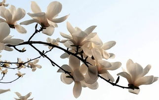 白玉蘭正能量句子