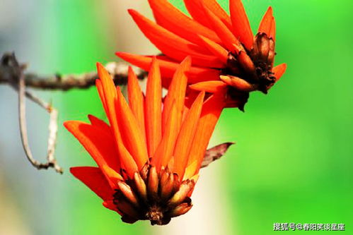 柿子,句子,能量,表達(dá)