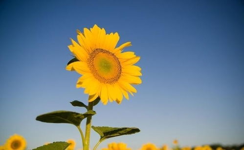 形容太陽(yáng)的正能量句子,迎著太陽(yáng)的正能量句子,面向太陽(yáng)的正能量句子