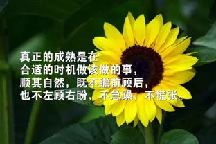 句子,能量,充滿,人生哲理