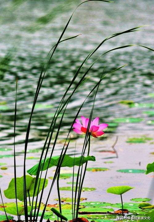 句子,踏實(shí),能量,做事