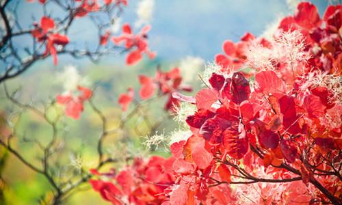 熱愛祖國正能量的句子,正能量滿滿的勵(lì)志句子,關(guān)于花的正能量句子