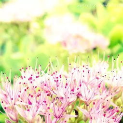 午安,簡短,句子,能量