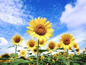 向日葵的正能量的句子,向日葵正能量的句子哲學(xué),向日葵正能量的簡(jiǎn)短句子