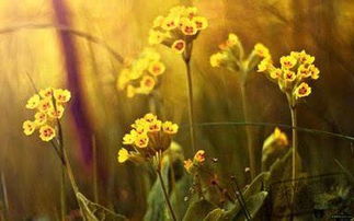 正能量古風(fēng)唯美勵(lì)志句子大全,正能量古風(fēng)唯美意境句子簡短,追星正能量古風(fēng)唯美的句子