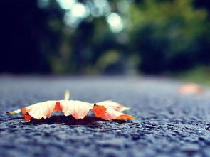 秋天落葉正能量句子,秋天落葉的句子唯美正能量,關(guān)于堅(jiān)持的正能量句子