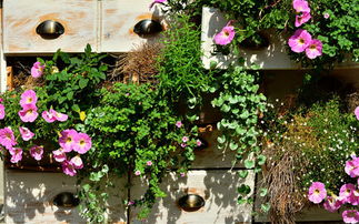 養(yǎng)花句子正能量