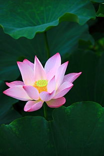 句子,很幸運(yùn),能量,感覺(jué)