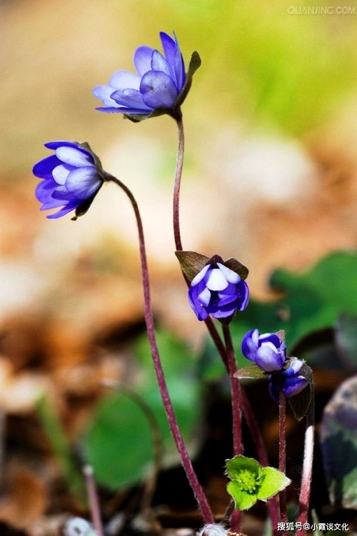 惜緣的句子正能量,惜緣的句子,惜緣惜福經(jīng)典的句子