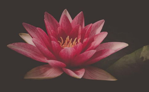 花開,句子,能量,適合