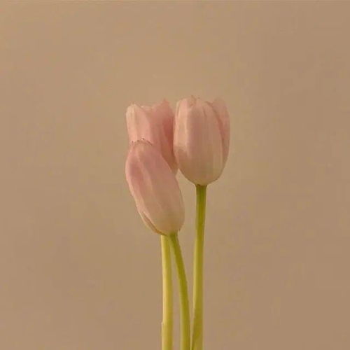 陽光睿智努力的正能量句子