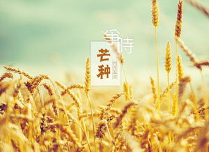 芒種正能量句子