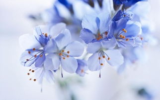 句子,能量,白玉蘭