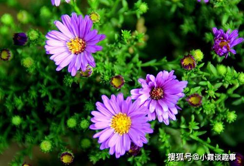 贊美傳播正能量的句子,學校傳播正能量的句子,關于傳播正能量,熱愛祖國的句子