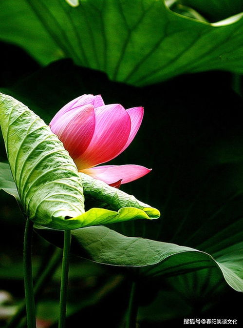 充滿正能量熱血沸騰的句子