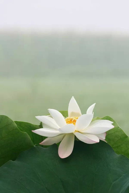 關(guān)于踏實(shí)做事的正能量句子