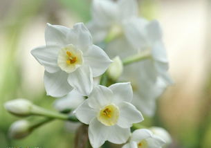 關(guān)于水仙的正能量句子