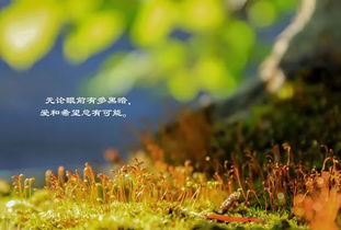 獨(dú)處的正能量句子