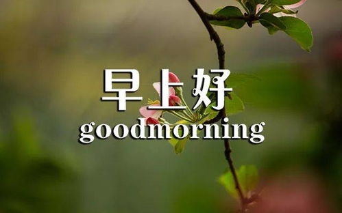 早上好勵(lì)志正能量句子,早上好正能量句子簡短,早上好朋友圈正能量句子簡短