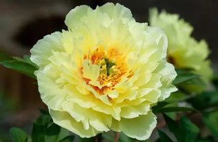 句子,描寫(xiě),牡丹,能量